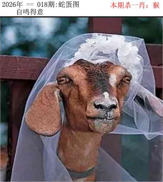 018期正版蛇蛋图[图]