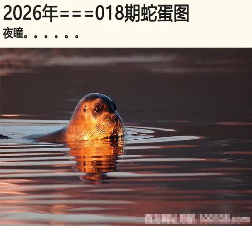 018期另版蛇蛋图[图]